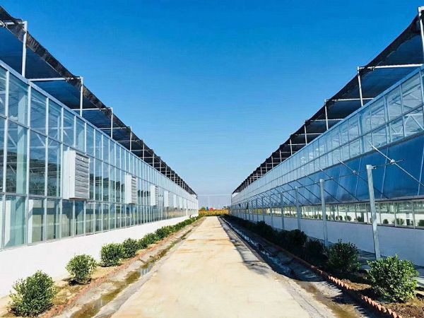 玻璃溫室大棚